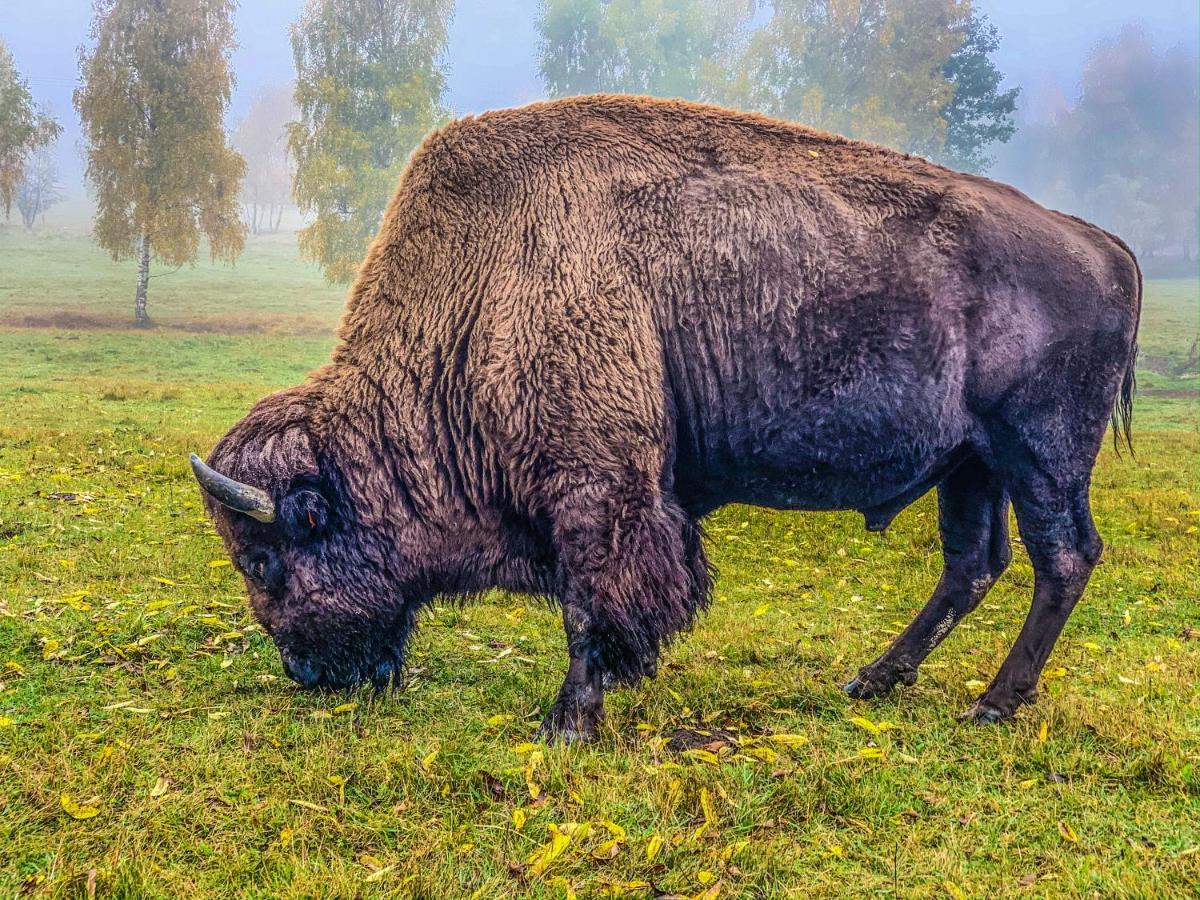 Podhradi Landstejn Villa Slavonice Kültér fotó